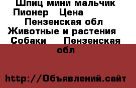 Шпиц мини мальчик Пионер › Цена ­ 5 000 - Пензенская обл. Животные и растения » Собаки   . Пензенская обл.